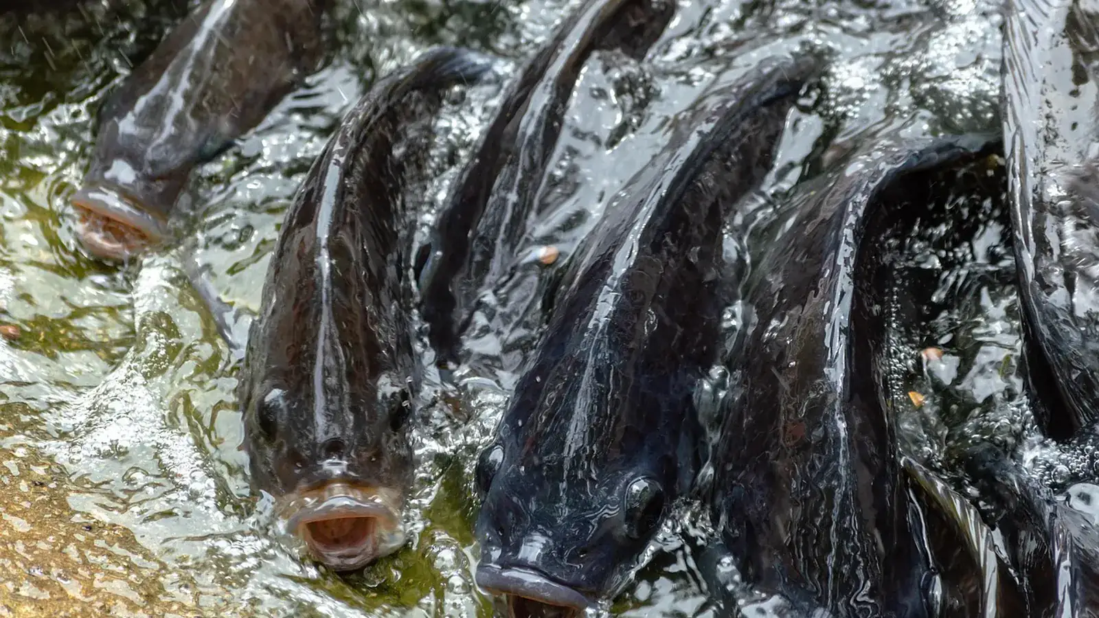 Farmed fish crowding at the surface of the water