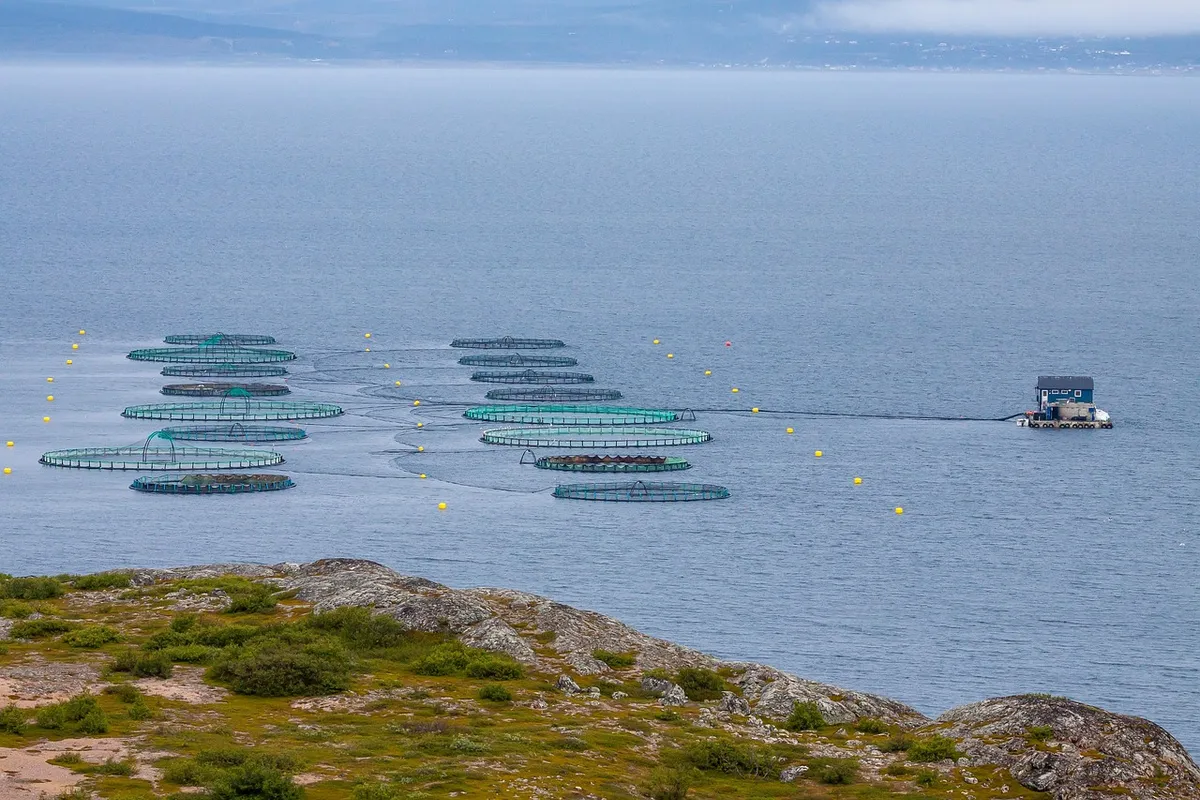 Computer vision running on a live aquaculture site